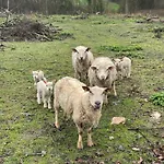 Au Coeur De La Nature