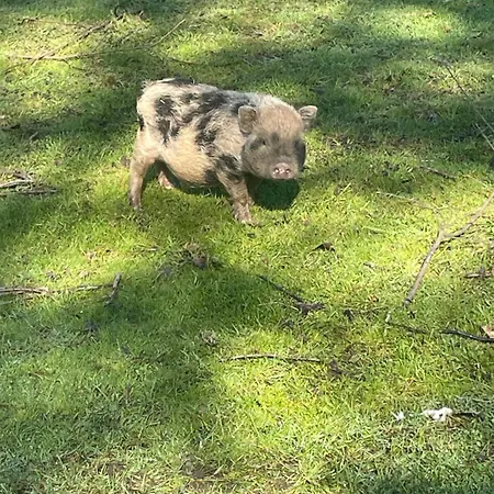 Vendégház Au Coeur De La Nature Le Grand-Lucé