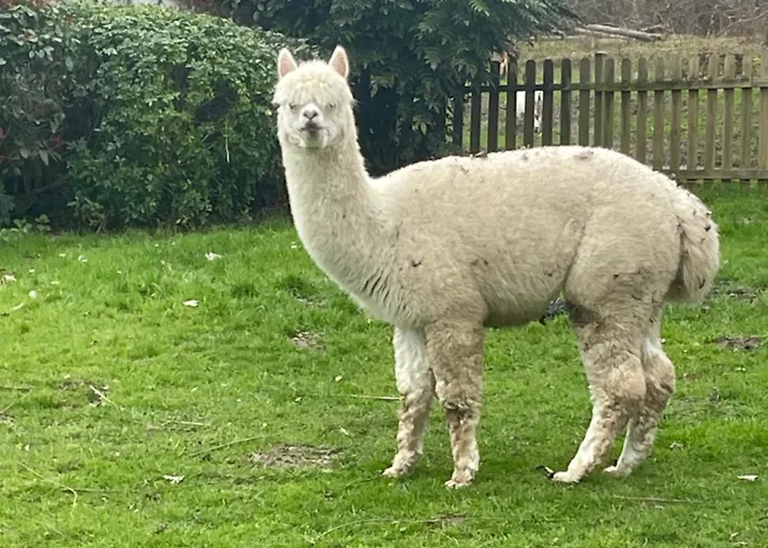 Au Coeur De La Nature Гостевой дом Le Grand-Luce